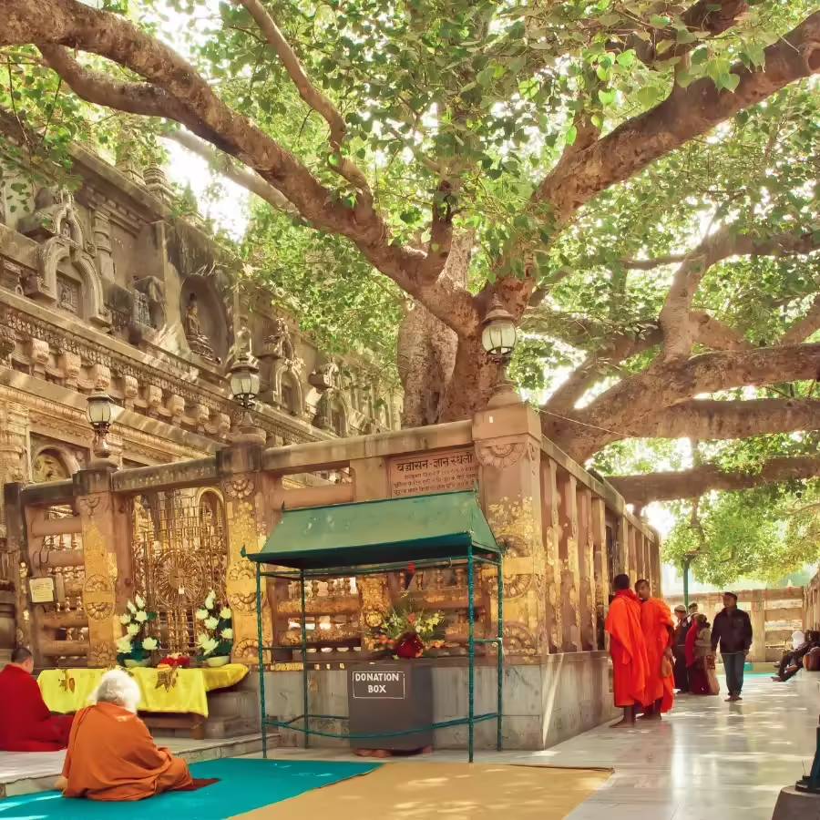 Bodhi-Tree-in-Bodh-Gaya-Bihar